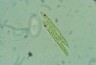 Euglena acus