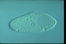 Paramecium caudatum, augogamy