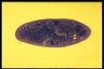 Paramecium caudatum, macronuclear inclusion body