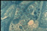 Paramecium caudatum, macronuclear inclusion body