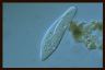 Paramecium caudatum