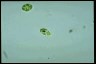 Euglena