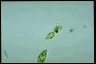 Euglena