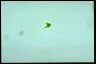 Euglena