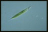 Euglena acus