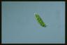 Euglena