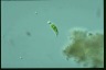 Euglena