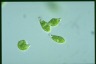 Euglena stellata