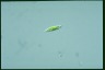 Euglena viridis