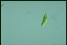 Euglena viridis