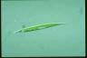 Euglena