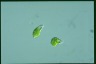 Euglena viridis