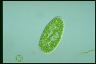 Paramecium bursaria