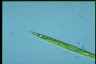 Euglena acus