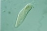 Paramecium