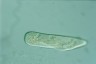 Paramecium