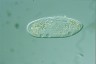 Paramecium