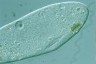 Paramecium