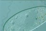 Paramecium