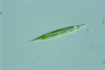 Euglena acus