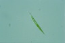 Euglena acus