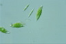 Euglena viridis