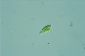 Euglena viridis