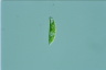 Euglena viridis