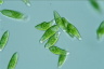 Euglena viridis