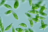 Euglena viridis