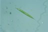 Euglena acus