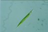 Euglena acus