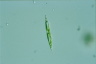 Euglena acus