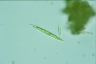 Euglena acus