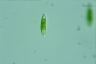 Euglena viridis