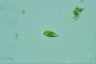 Euglena viridis