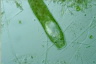 Microdalyllia