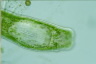 Microdalyllia